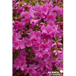 Azalea Japonica Blue Danube...