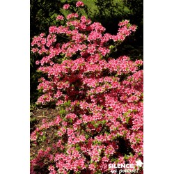 Azalea Japonica Silvester...
