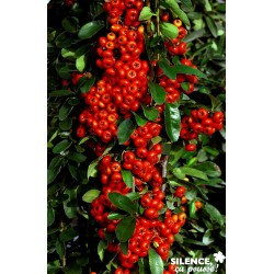 Pyracantha Saphyr Rge®...