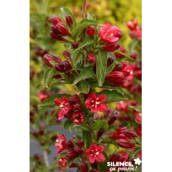 Weigela Nain Rge® Tfe-C4.5L