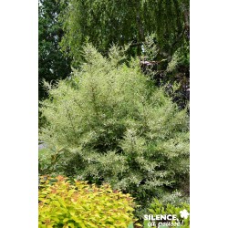 Ligustrum Ibota Musli®...
