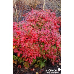Nandina Domestica Fire...