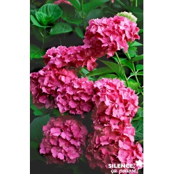 Hortensia Constellation...