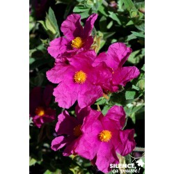 Cistus Pulverulentus Sunset...