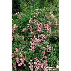 Rosier The Fairy C2L-Deco