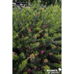 Grevillea Juniperina Tfe-C4.5L