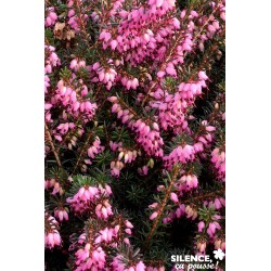 Erica Darleyensis Kramer'S...