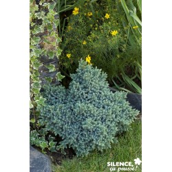 Juniperus Squamata Blue...