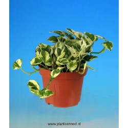 Epipremnum aureum 8p-h15-p12