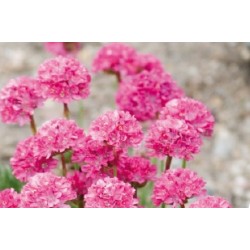 Armeria Maritima Rose C0.65L
