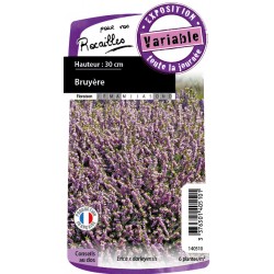 Erica Darleyensis Rose C0.65L