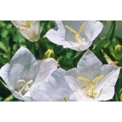 Campanula Carpatica Alba...
