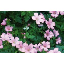 Geranium Endressii Rose C0.65L