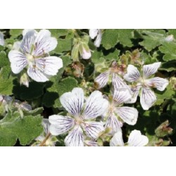 Geranium renardii blc c0.65l