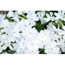 Phloxcous.blc c0.65l