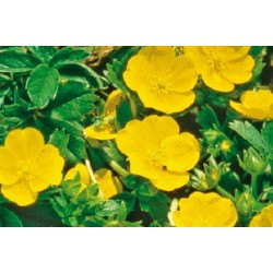 Potentilla Jne C0.65L