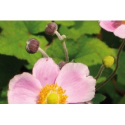 Anemone Japon Rose Clair...