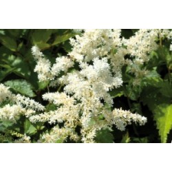 Astilbe Blc C0.65L