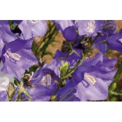 Campanula Persicifolia Bl...