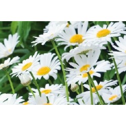 Marguerite Printemps C0.65L