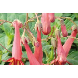 Fuchsia Cap Rge C0.65L