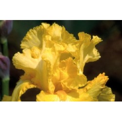 Iris Des Jardins Jne C0.65L