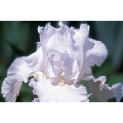 Iris Des Jardins Blc C0.65L