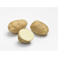 PLANTÉO Pomme de terre...