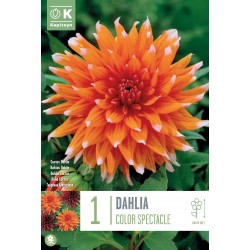 KAPITEYN STANDARD-Dahlia...