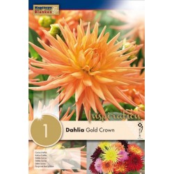 KAPITEYN STANDARD-Dahlia...