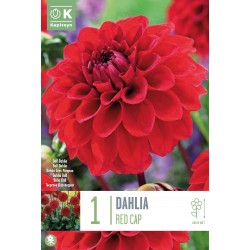 KAPITEYN STANDARD-Dahlia...