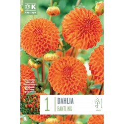 KAPITEYN STANDARD-Dahlia...