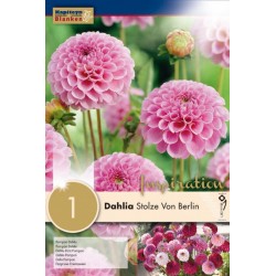 KAPITEYN STANDARD-Dahlia...