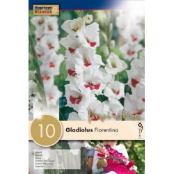 KAPITEYN STANDARD-Gladiolus...