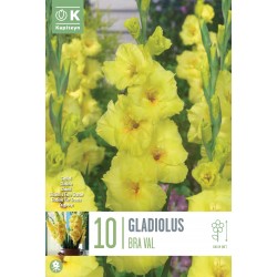 KAPITEYN STANDARD-Gladiolus...
