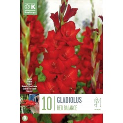 KAPITEYN STANDARD-Gladiolus...