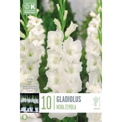 KAPITEYN STANDARD-Gladiolus...