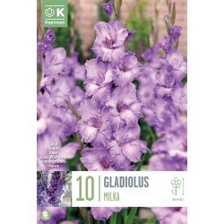 KAPITEYN STANDARD-Gladiolus...