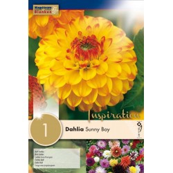KAPITEYN STANDARD-Dahlia...