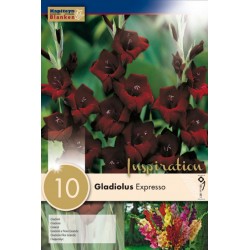 KAPITEYN STANDARD-Gladiolus...