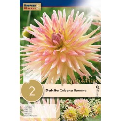 KAPITEYN STANDARD-Dahlia...