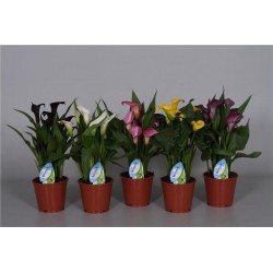 Zantedeschia h45-p14