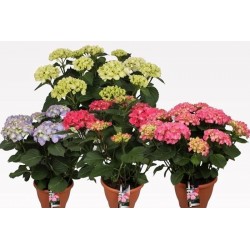 Hortensia 7flr-h50-p23