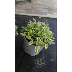 Sauge icterina tfe-p14