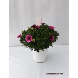 Osteospermum tfe-p18