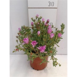 Lampranthus aurantiacus p13