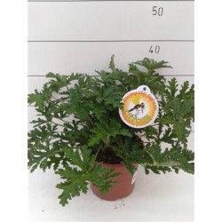 Pelargonium graveolens c2.5l