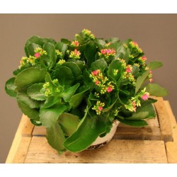 Kalanchoe blossfeldiana...