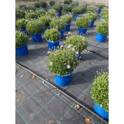 Agathea felicia tfe-p18