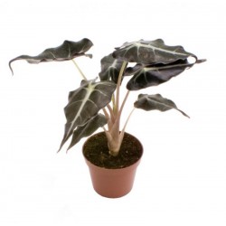 Alocasia h15 -p6